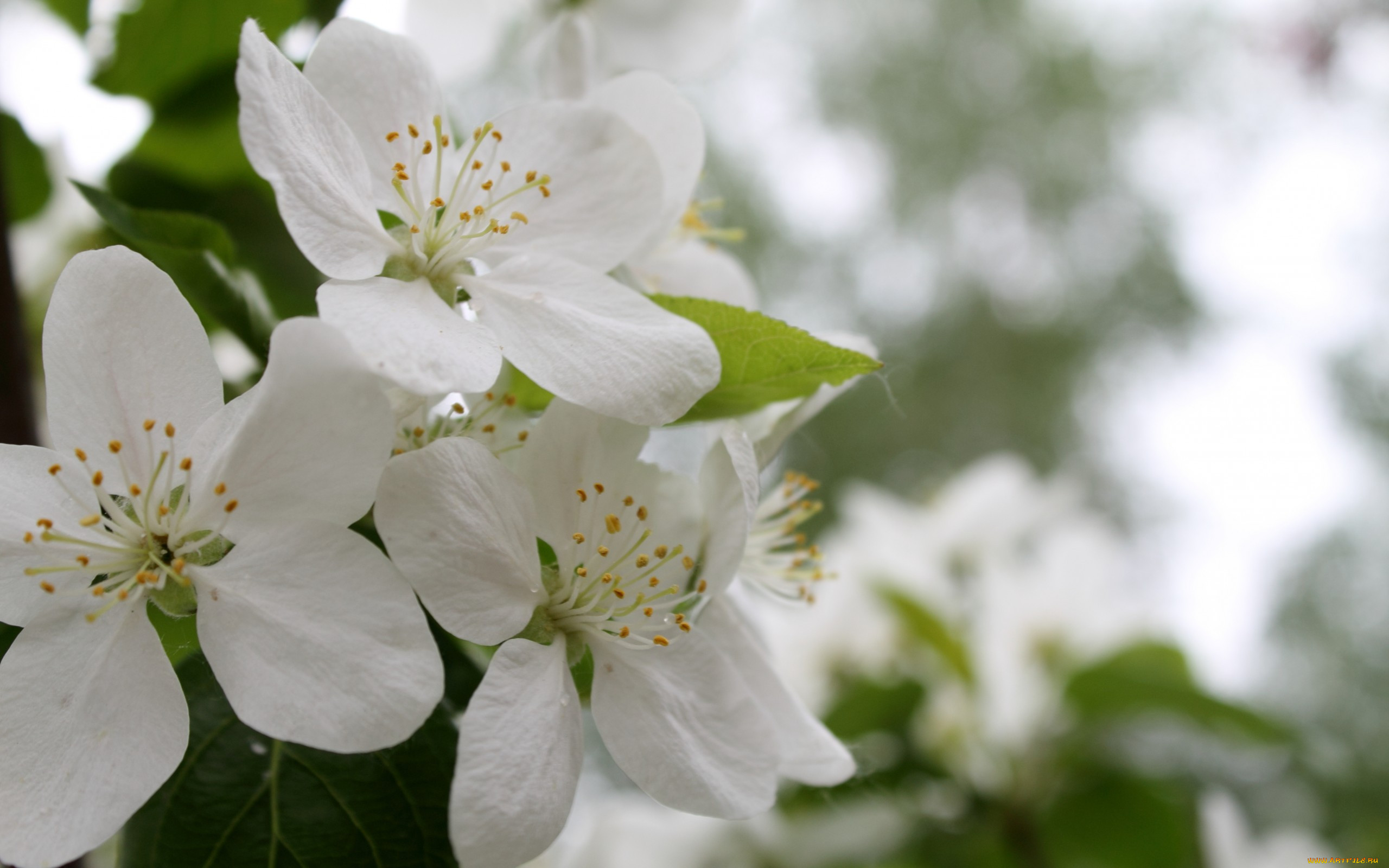 ,   ,  , , , , branch, leaves, flowers, apple